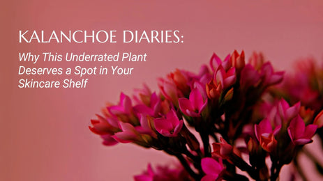 Kalanchoe Diaries:Why This Underrated Plant Deserves a Spot on Your Skincare Shelf