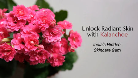 UNLOCK RADIANT SKIN WITH KALANCHOE: INDIA’S HIDDEN SKINCARE GEM